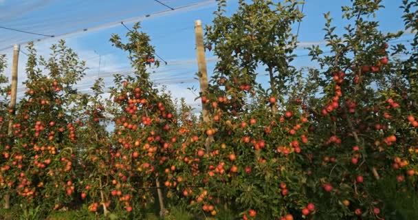 Appelboomgaard Occitaan Zuid Frankrijk — Stockvideo