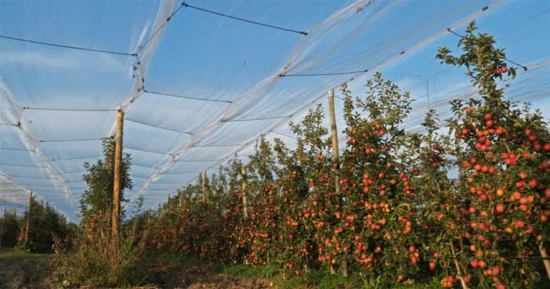 果园里的苹果树 法国南部的蒙古人 — 图库视频影像