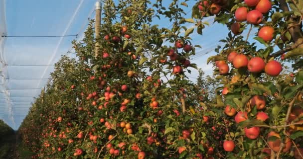 Los Manzanos Del Huerto Occitano Sur Francia — Vídeo de stock