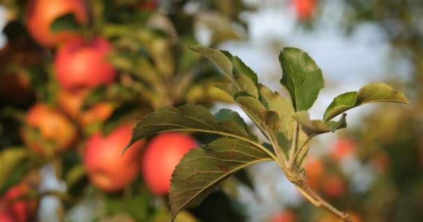 Apfelbäume Obstgarten Okzitanisch Südfrankreich — Stockvideo