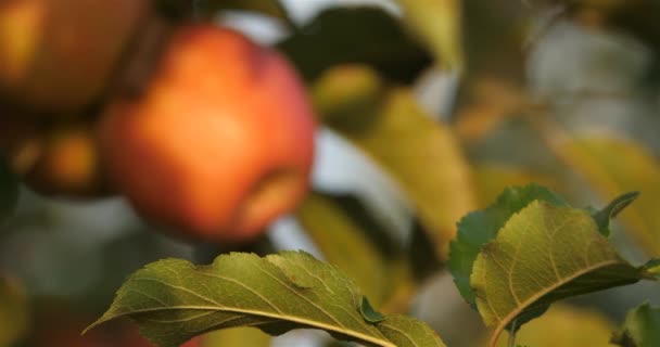 Fruktträdgårdens Äppelträd Occitanen Södra Frankrike — Stockvideo