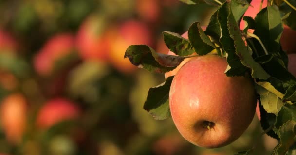 Appelboomgaard Occitaan Zuid Frankrijk — Stockvideo