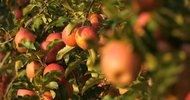 Apfelbäume Obstgarten Okzitanisch Südfrankreich — Stockvideo