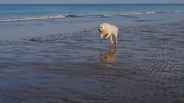 ビーチを走る白いスイスの羊飼い — ストック動画