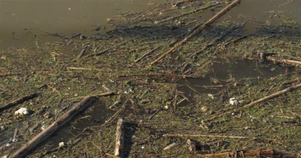 Szennyezett Vízfelület Folyón — Stock videók