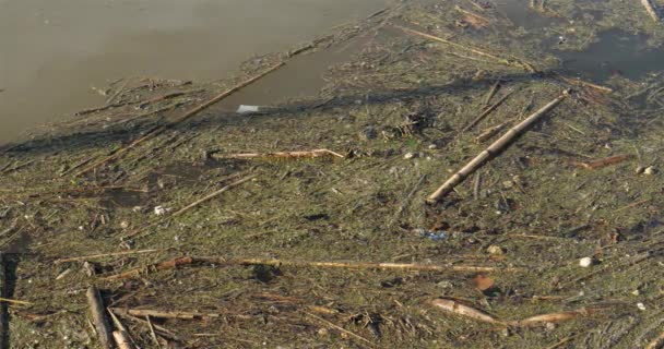 Superficie Del Río Contaminado Francia — Vídeo de stock