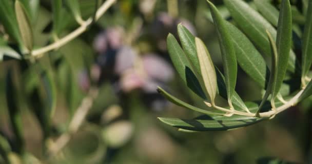 Francia Rama Olivo Con Aceitunas — Vídeos de Stock