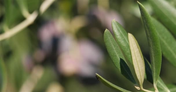 Франция Ветвь Оливкового Дерева Оливками — стоковое видео