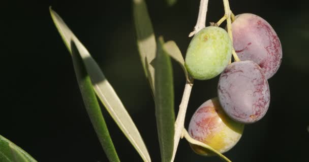 Francia Rama Olivo Con Aceitunas — Vídeos de Stock