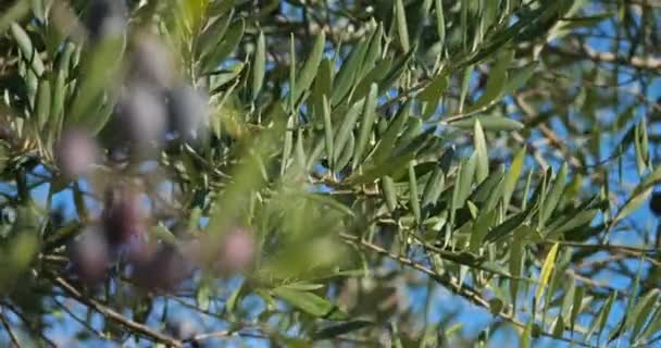 フランスオリーブの木の枝 — ストック動画