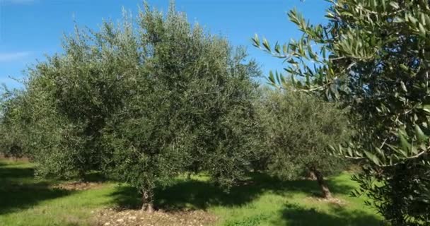 Zeytinli Zeytin Ağacı Güney Fransa — Stok video