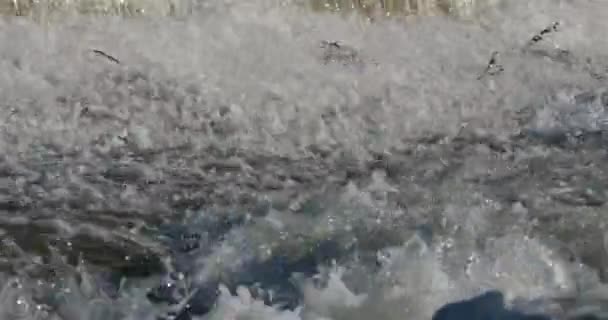 Vahşi Nehir Occitan Fransa — Stok video