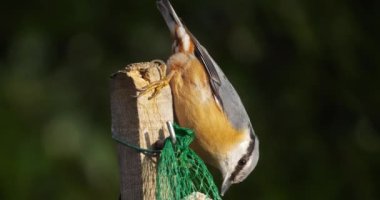 Avrasya tımarhanesi (Sitta europaea) bir kuş yemliği üzerinde yemek