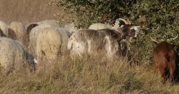 法属波利尼西亚的国内羊 — 图库视频影像