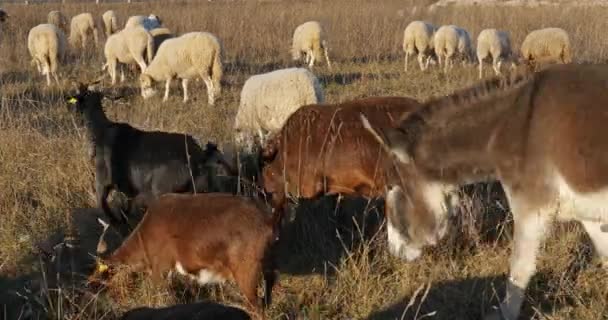 Ovejas Domésticas Occitano Francia — Vídeos de Stock