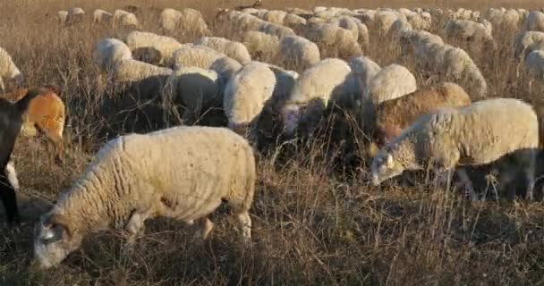 Pecore Domestiche Occitano Francia — Video Stock