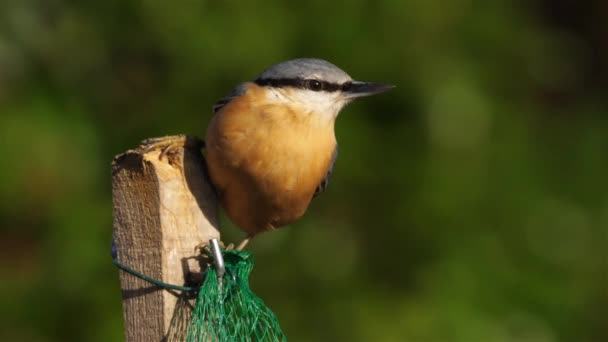 Nuthatch Eurasian Nuthatch Madeira Sitta Europaea Comendo Alimentador Pássaros — Vídeo de Stock