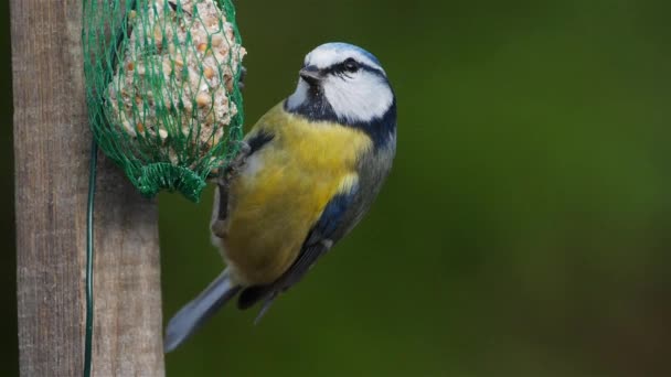 Eurasian Blue Tit Eating Birdfeeder — Stock video