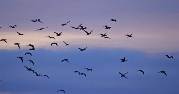 一群秃鹰飞越了法国的Camargue上空 — 图库视频影像