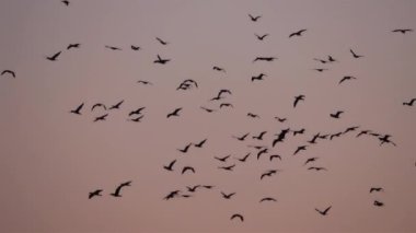 Fransa 'daki Camargue üzerinde uçan bir grup karabatak.