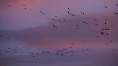 Fransa 'daki Camargue üzerinde uçan bir grup karabatak.