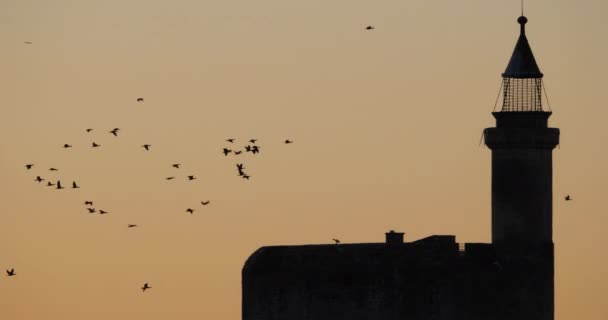 Skupina Cormorants létající nad Aigues Mortes ve Francii