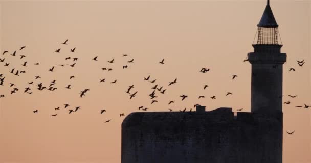 Skupina Cormorants Létající Nad Aigues Mortes Francii — Stock video