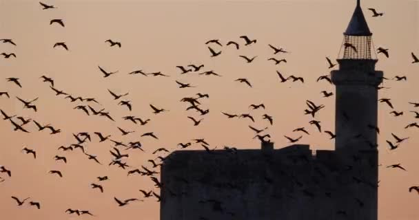 Grupo Cormoranes Sobrevolando Aigues Mortes Francia — Vídeos de Stock
