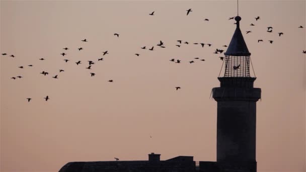 Kormorane Fliegen Über Aigues Mortes Frankreich — Stockvideo