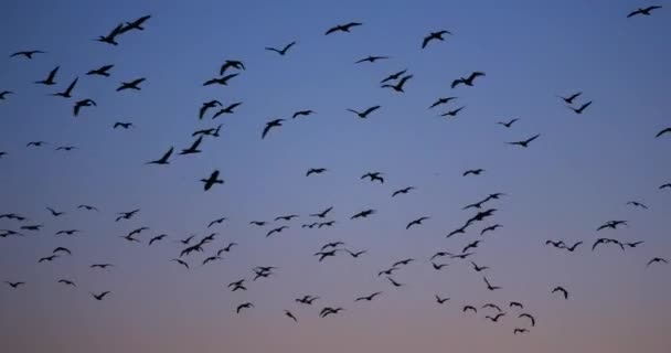 Grupp Skarvar Som Flyger Över Camargue Frankrike — Stockvideo