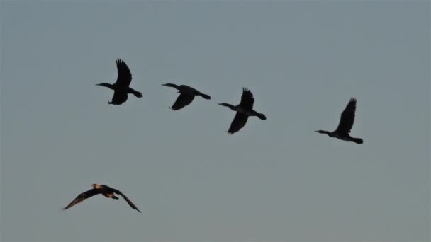 Kelompok Cormorants Terbang Atas Camargue Perancis — Stok Video