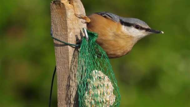 Eurasian Nuthatch Wood Nuthatch Sitta Europaea Eating Birdfeeder — Stock Video