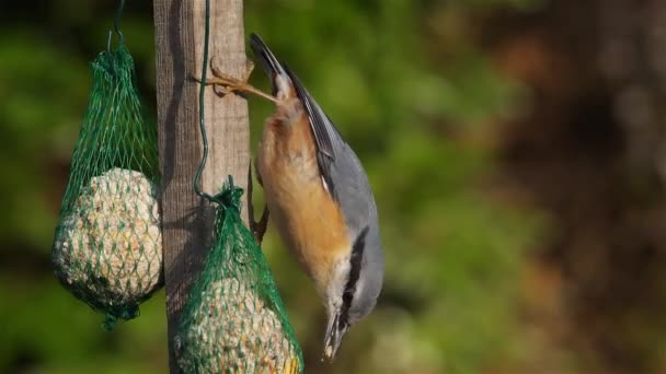 Eurasian Nuthatch Wood Nuthatch Sitta Europaea Eating Birdfeeder — Stock Video