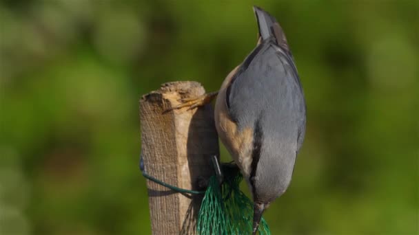 Nuthatch Eurasiatico Nuthatch Legno Sitta Europaea Mangiare Alimentatore Uccelli — Video Stock