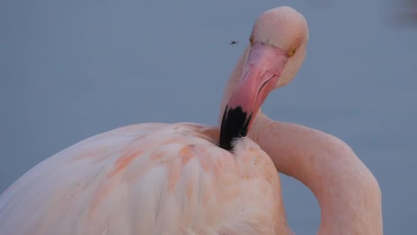 Flamingo Maior Lutando Contra Mosquito Camargue França — Vídeo de Stock