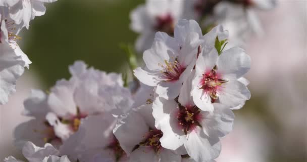 Mandelbaum Frühling — Stockvideo