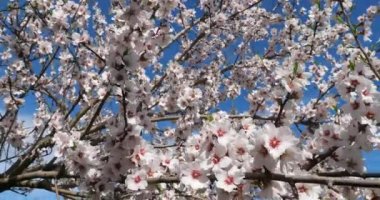 Bahar mevsiminde badem ağacı