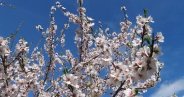 Bahar mevsiminde badem ağacı