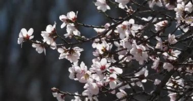 Bahar mevsiminde badem ağacı