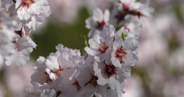 Almendro Durante Temporada Primavera — Vídeo de stock