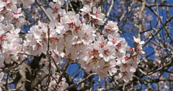 Bahar Mevsiminde Badem Ağacı — Stok video