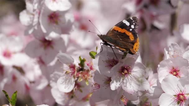春の季節にはアーモンドの木 赤い提督 ヴァネッサ アタランタ という蝶が花を集める — ストック動画