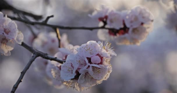 Amandelboom Tijdens Het Voorjaarsseizoen — Stockvideo
