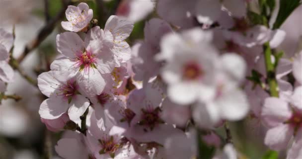 春天里的杏树 — 图库视频影像