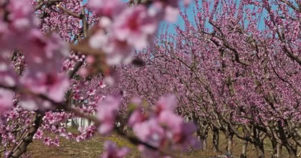 Bahar Mevsiminde Şeftali Ağacı — Stok video