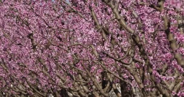Pêssego Árvore Durante Estação Primavera — Vídeo de Stock