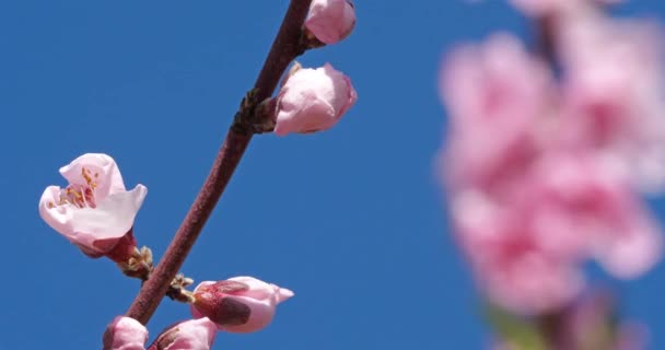 春の桃の木 — ストック動画