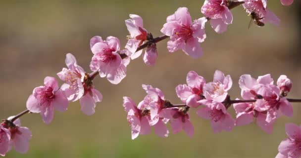 Pfirsichbaum Frühling — Stockvideo