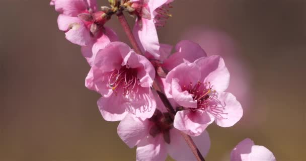 Bahar Mevsiminde Şeftali Ağacı — Stok video