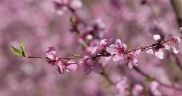 Pêcher Pendant Saison Printanière — Video